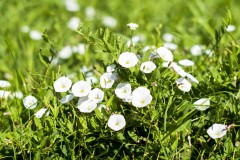 BIND-WEED