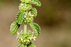 HOREHOUND-WEED