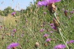 MILK-THISTLE-WEED