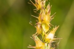 SPINY-BURR-GRASS-WEED